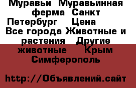 Муравьи, Муравьинная ферма. Санкт-Петербург. › Цена ­ 550 - Все города Животные и растения » Другие животные   . Крым,Симферополь